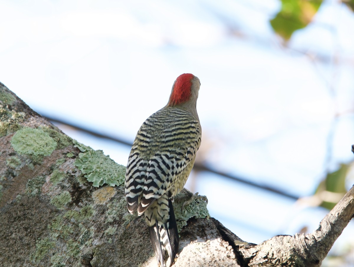 West Indian Woodpecker - ML641672110
