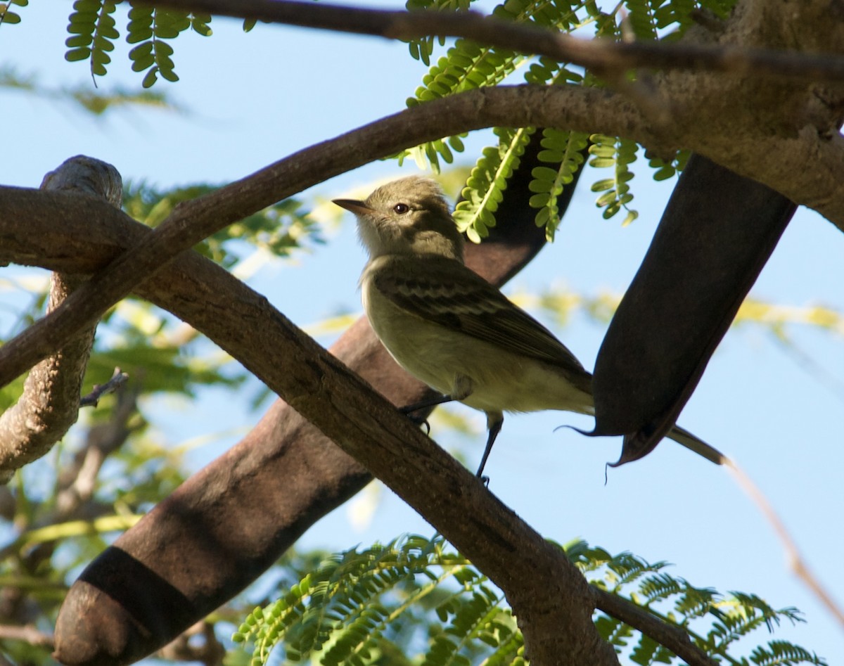 Caribbean Elaenia - ML641672119