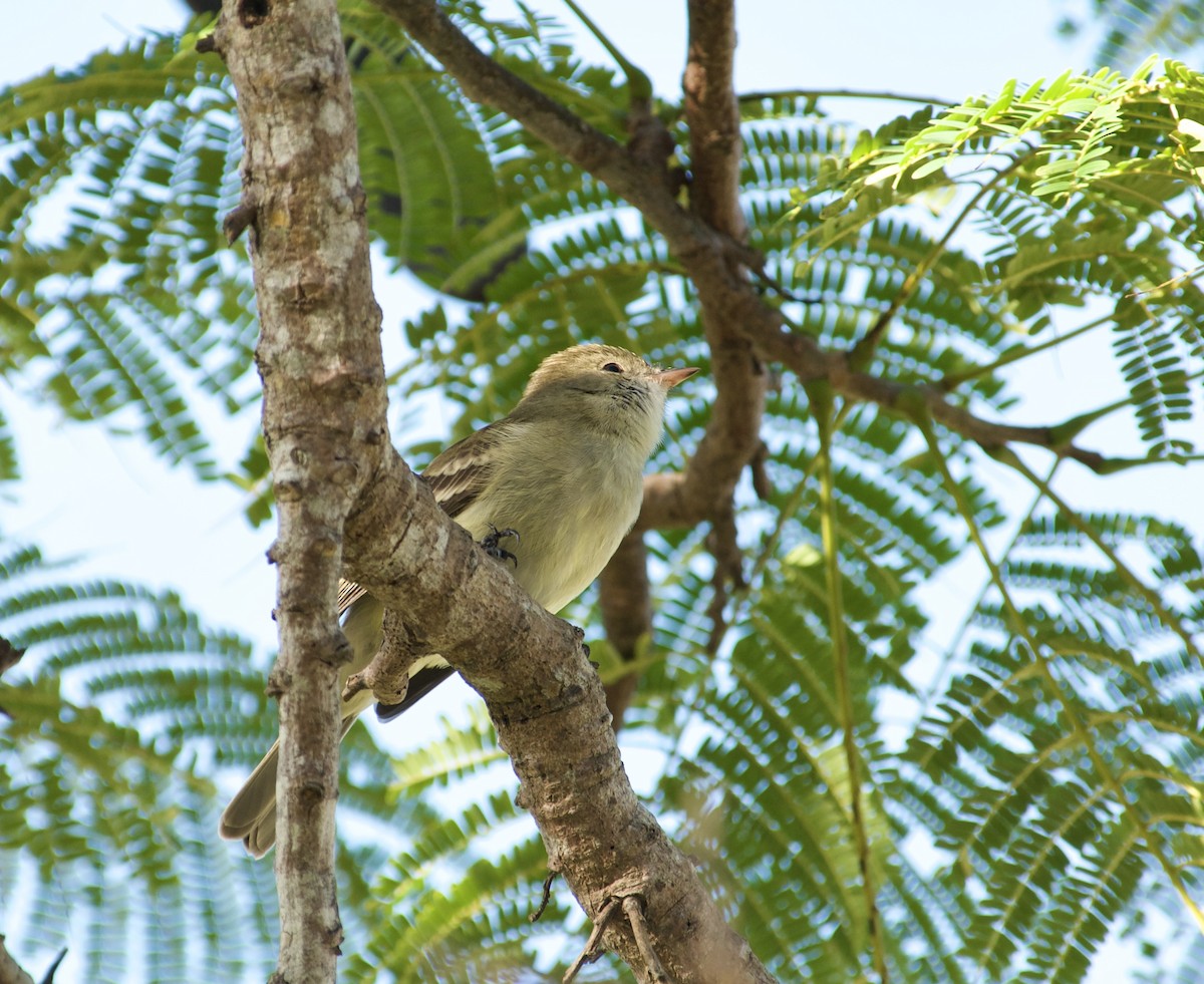 Caribbean Elaenia - ML641672123