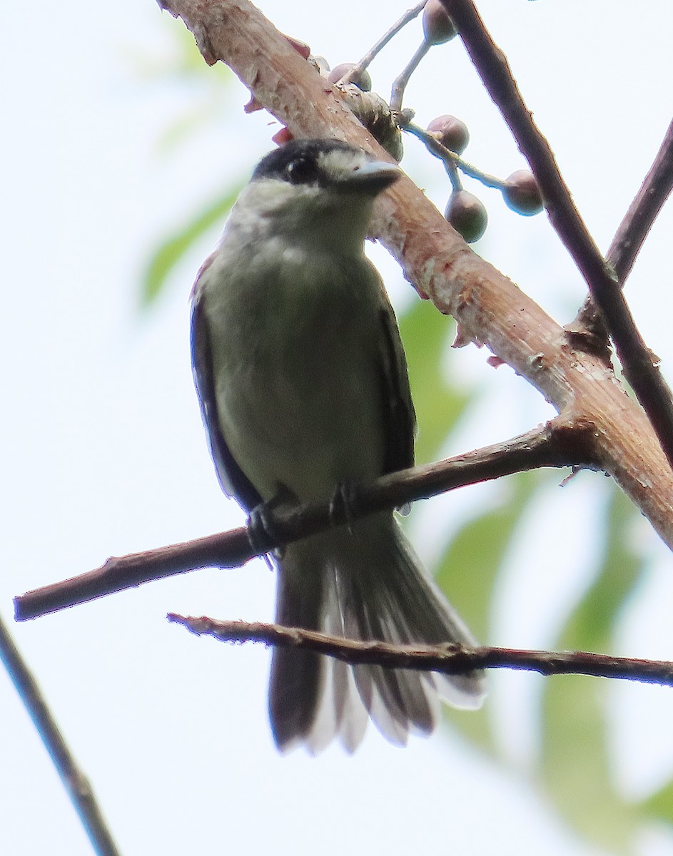 Cinereous Becard - ML641672171