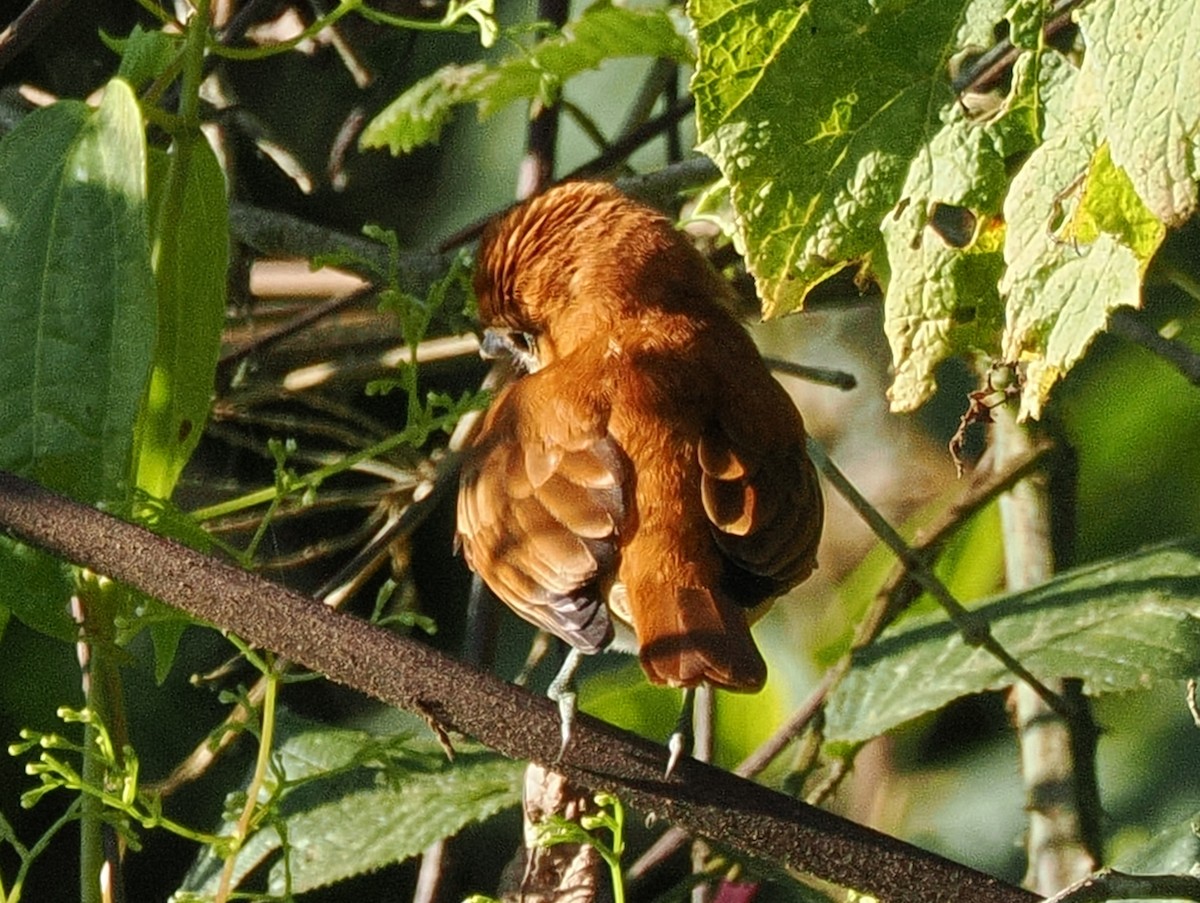 Cinnamon Becard - ML641672177