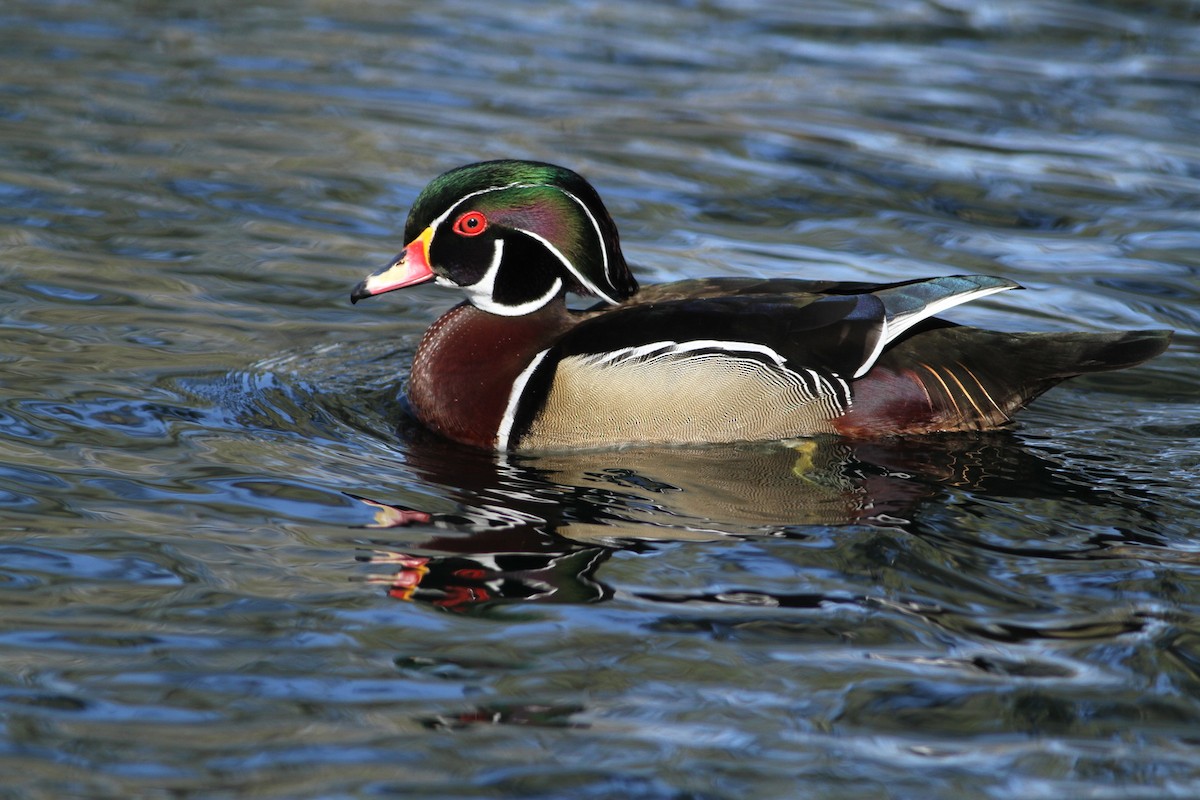 Wood Duck - ML641672199