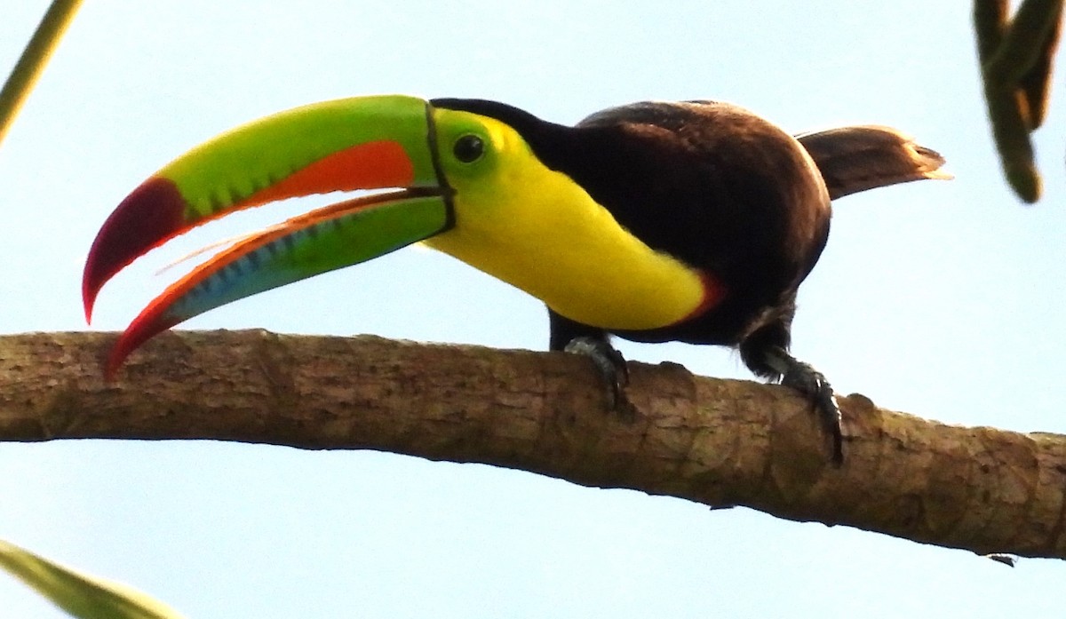 Toucan à carène - ML641672205