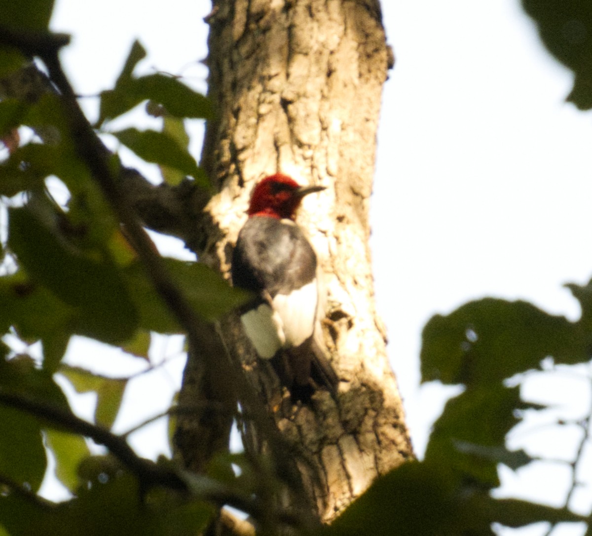 Red-headed Woodpecker - ML641672211
