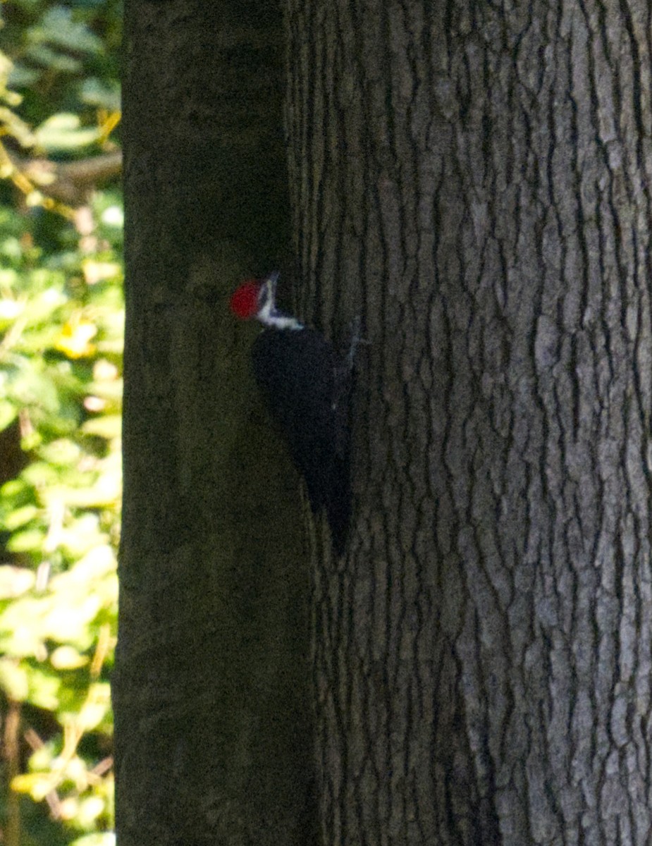 Pileated Woodpecker - ML641672214