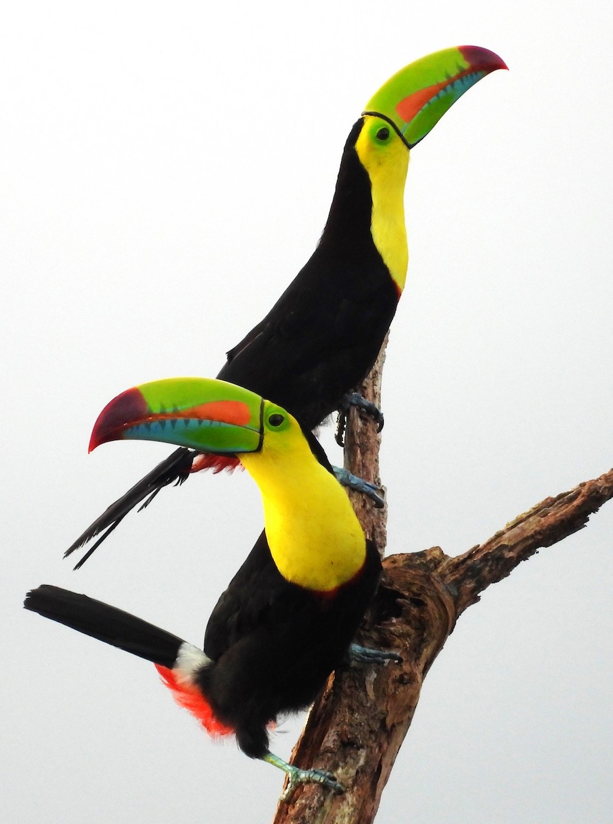 Toucan à carène - ML641672216