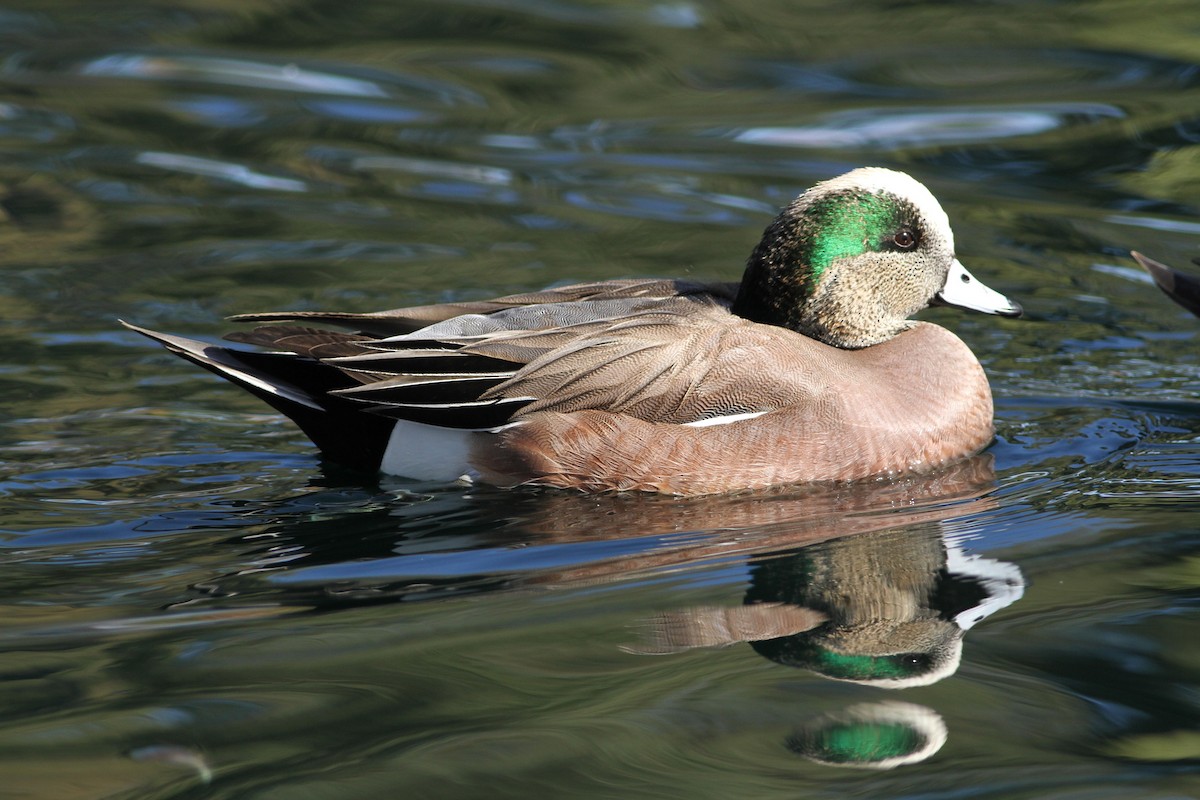 American Wigeon - ML641672234