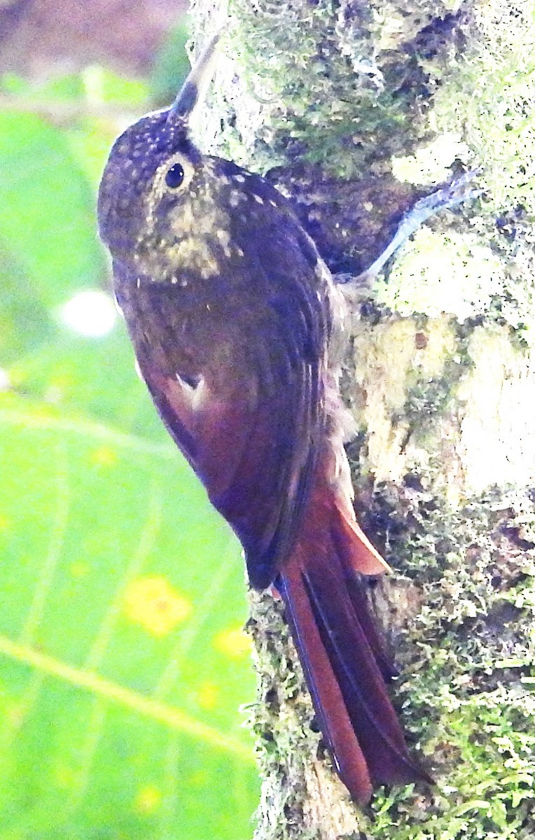 Spotted Woodcreeper - ML641672240
