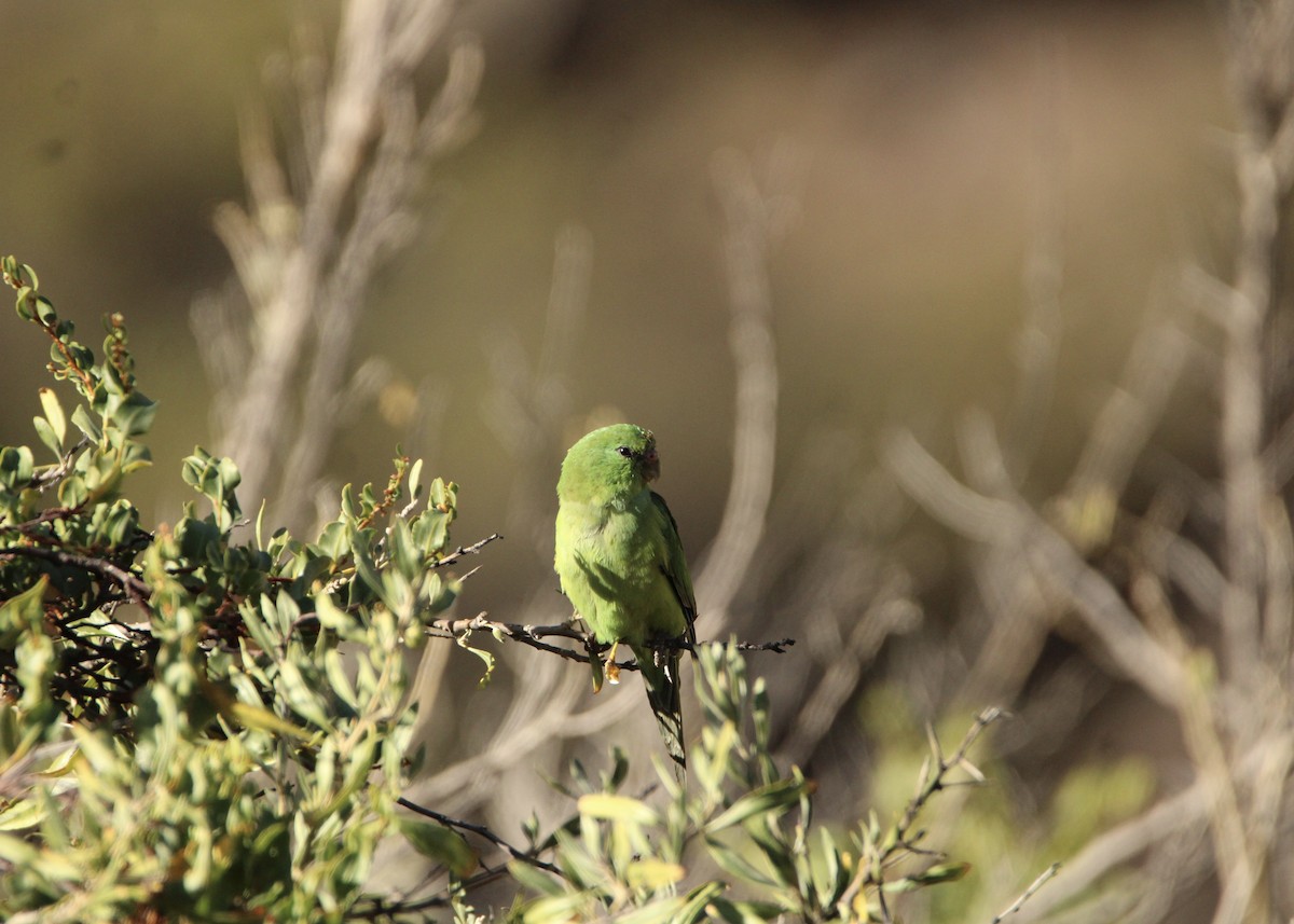 Mountain Parakeet - ML641672256