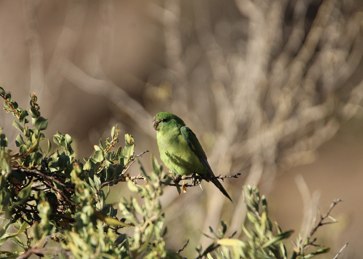 Mountain Parakeet - ML641672257