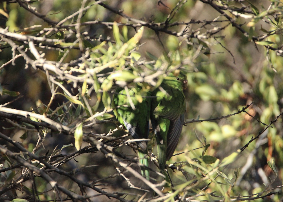 Mountain Parakeet - ML641672258