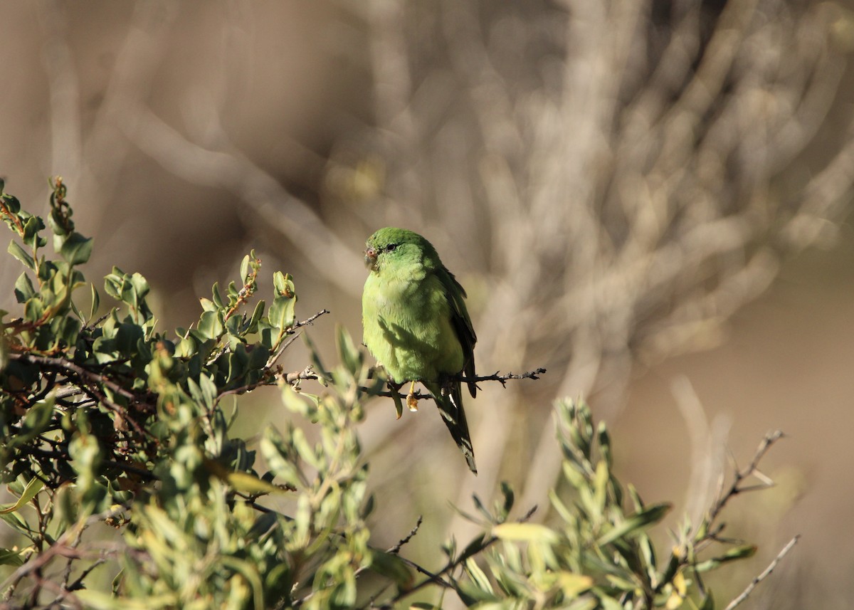 Mountain Parakeet - ML641672260