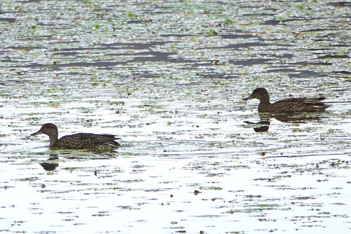 Green-winged Teal - ML641672275