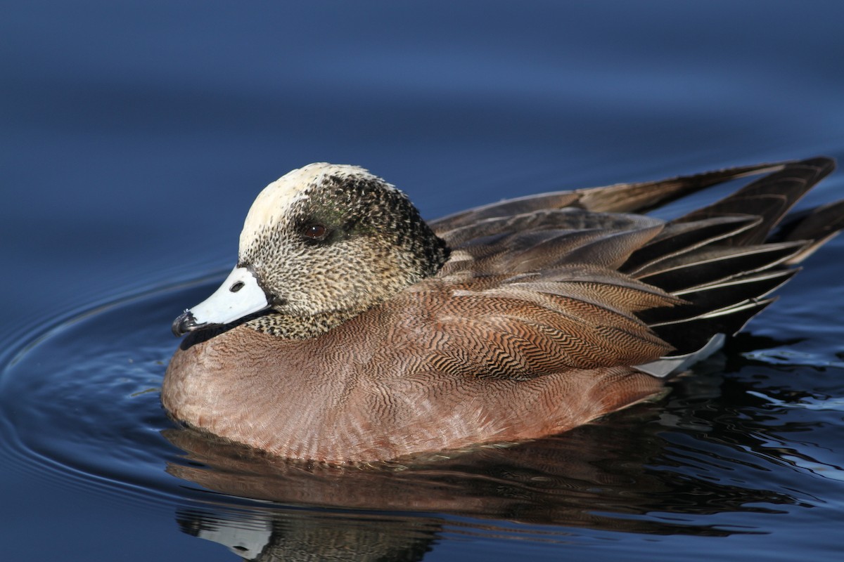 American Wigeon - ML641672301