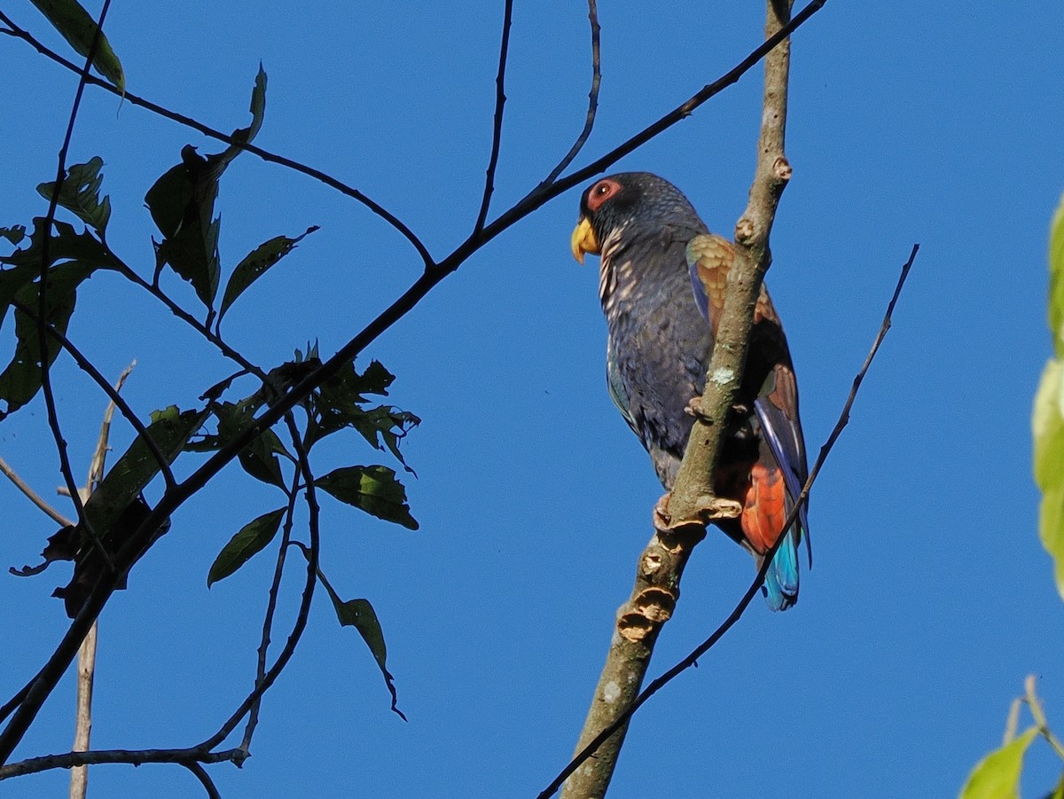 Bronze-winged Parrot - ML641672332