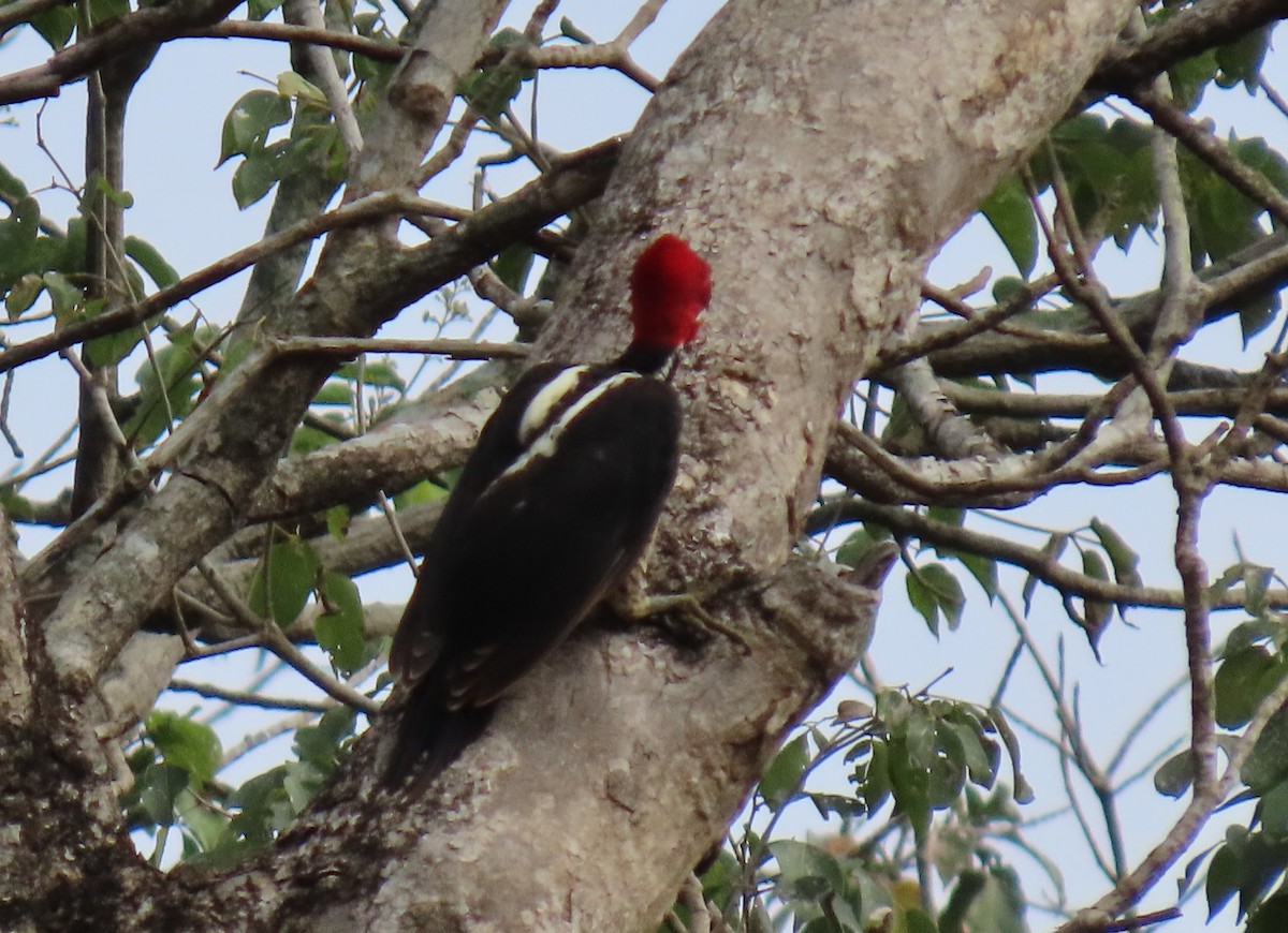 Crimson-crested Woodpecker - ML641672354