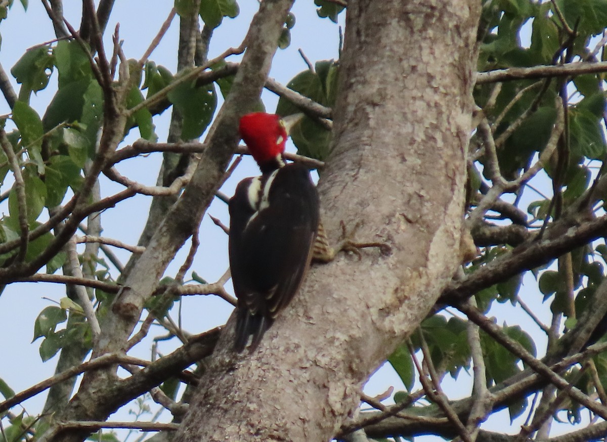 Crimson-crested Woodpecker - ML641672355