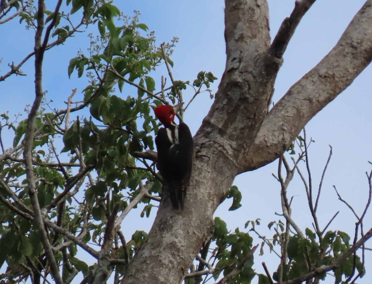 Crimson-crested Woodpecker - ML641672356