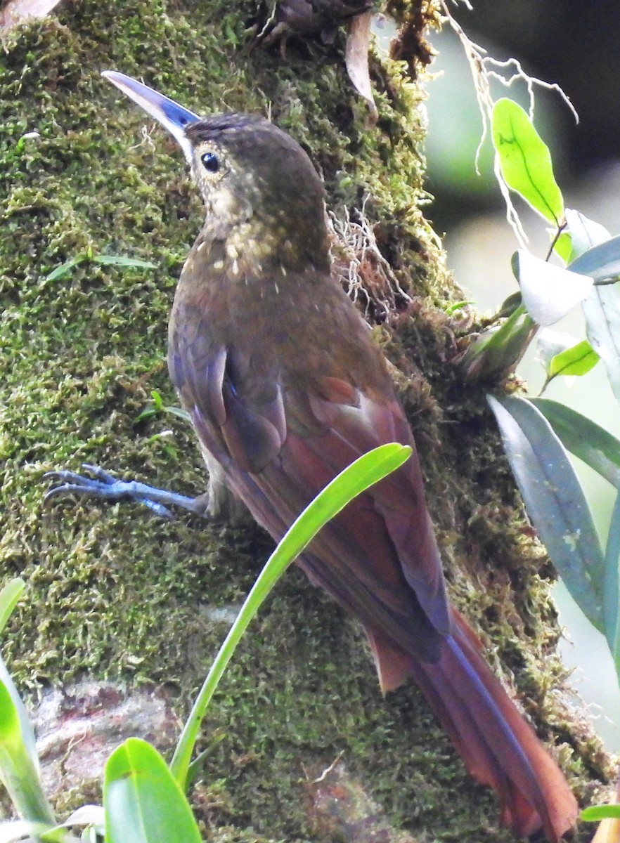 Spotted Woodcreeper - ML641672357