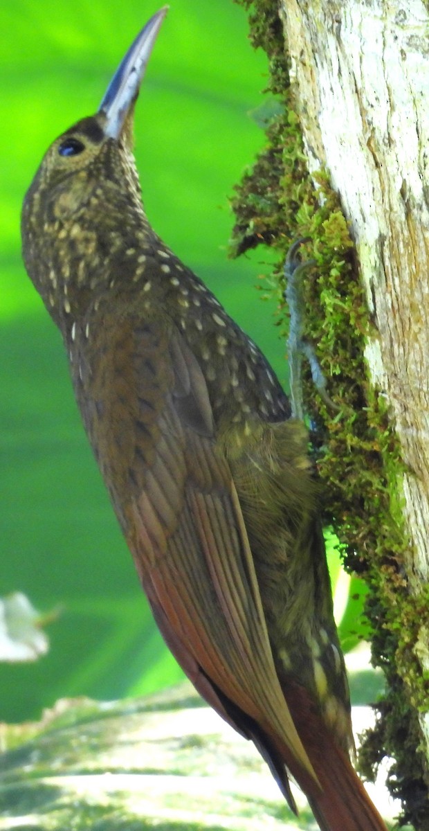 Spotted Woodcreeper - ML641672381