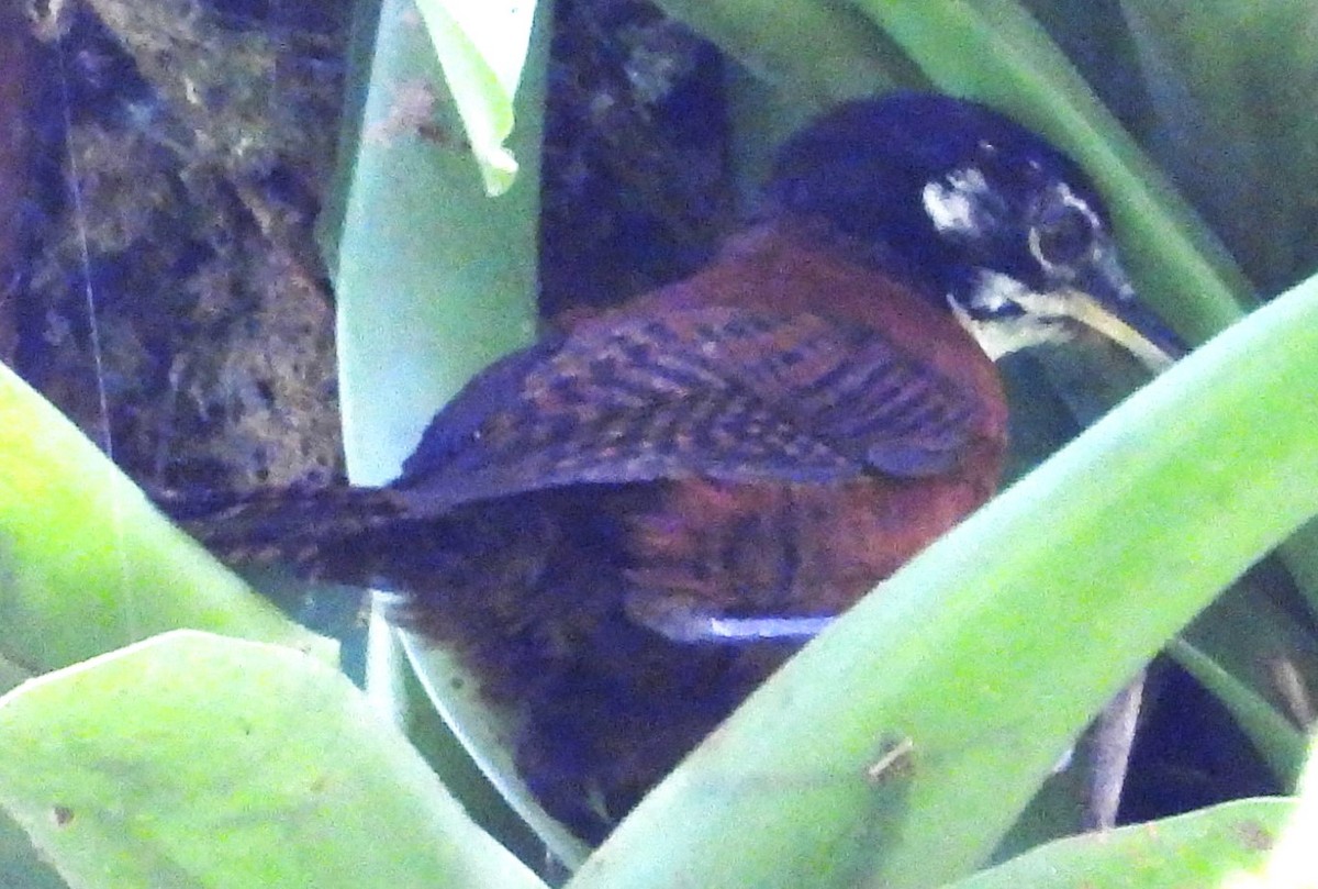 Bay Wren - ML641672400