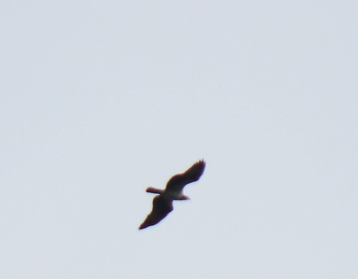Hook-billed Kite - ML641672401