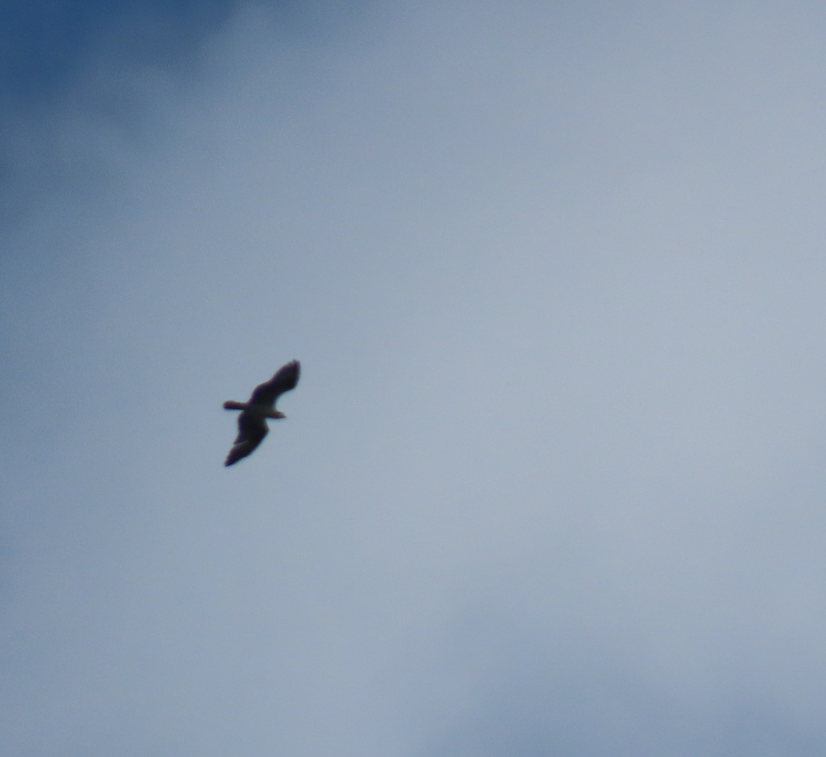 Hook-billed Kite - ML641672402