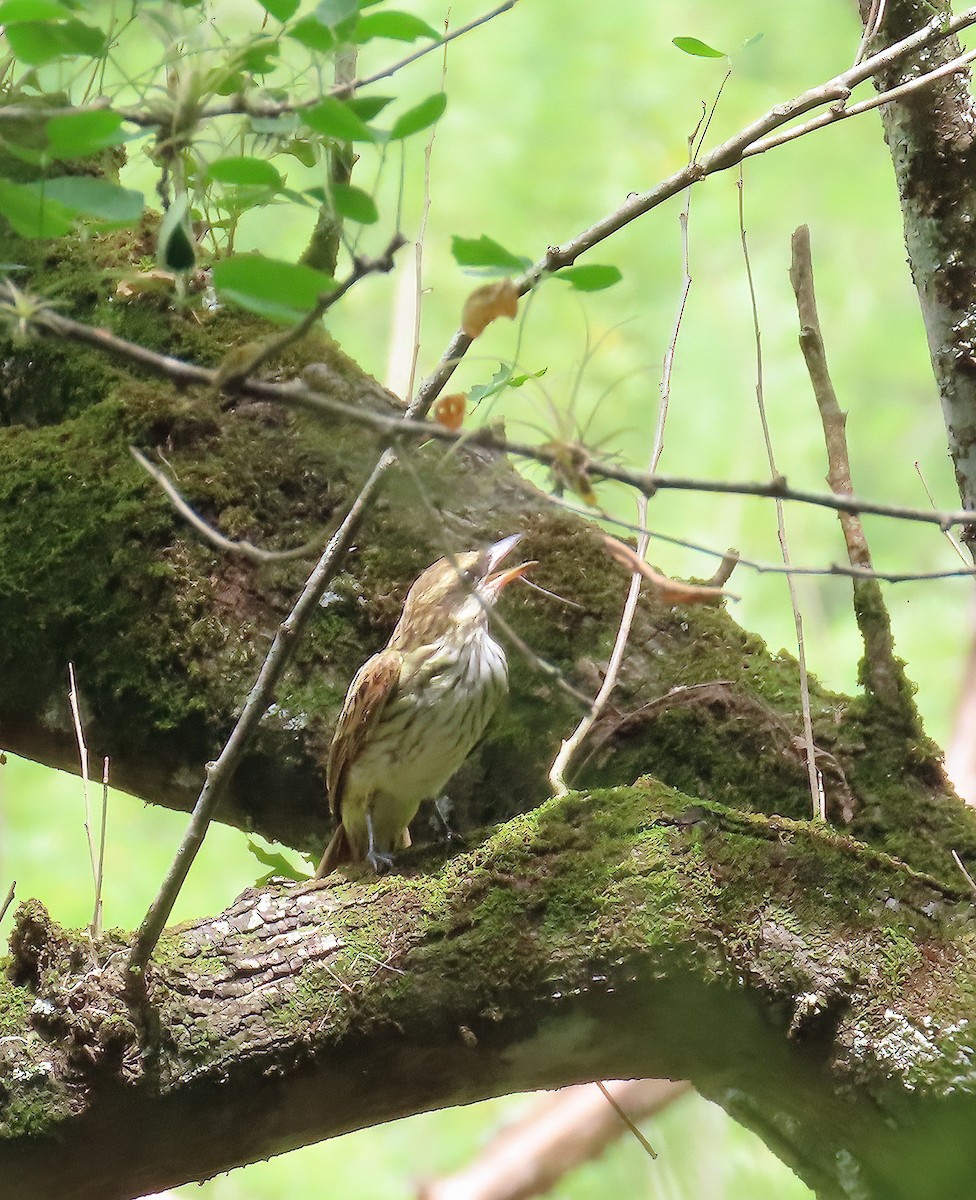 Streaked Flycatcher - ML641672426