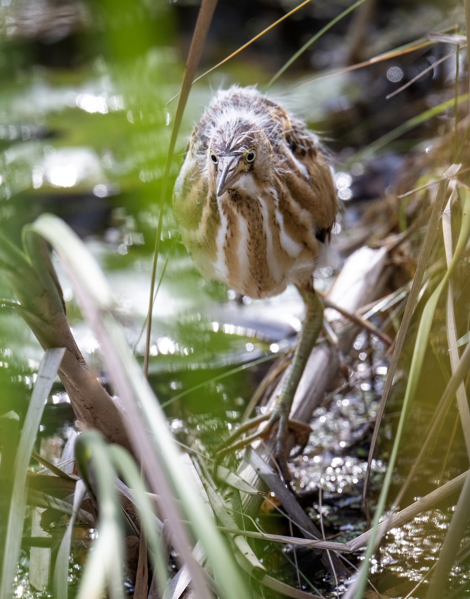 Least Bittern - ML641672446