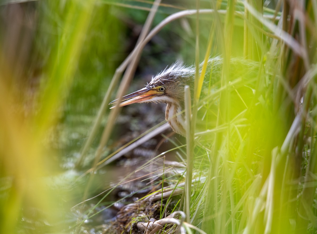 Least Bittern - ML641672447