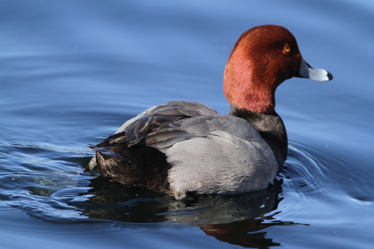 Redhead - ML641672448