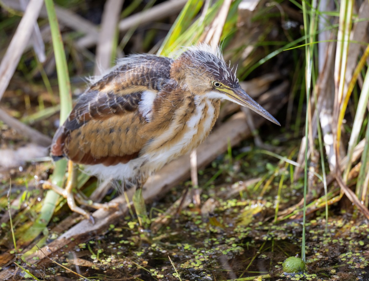 Least Bittern - ML641672476