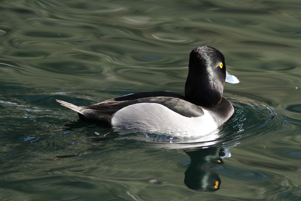 Ring-necked Duck - ML641672479