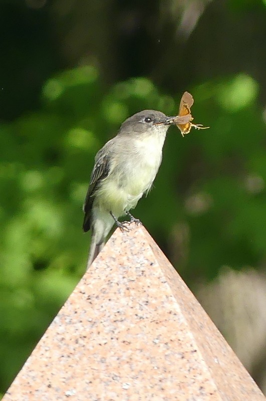 Eastern Phoebe - ML641672497