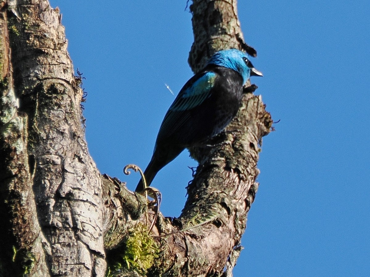 Blue-necked Tanager - ML641672502