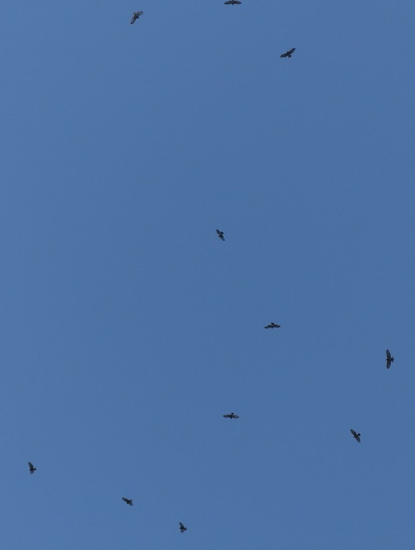 Broad-winged Hawk - ML641672507