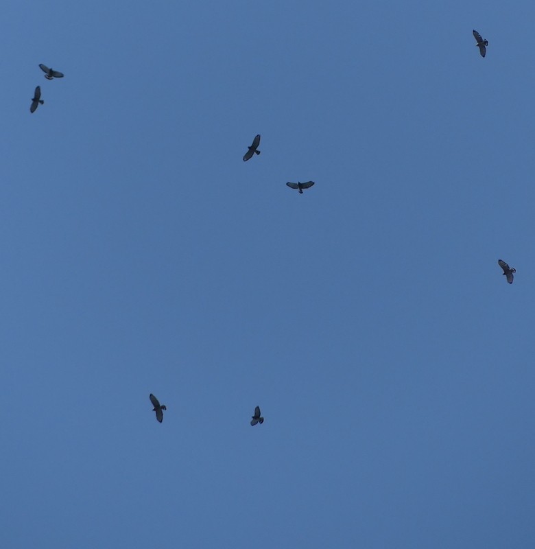 Broad-winged Hawk - ML641672508