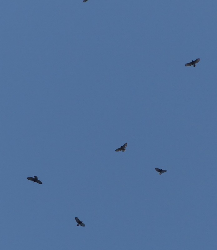 Broad-winged Hawk - ML641672510