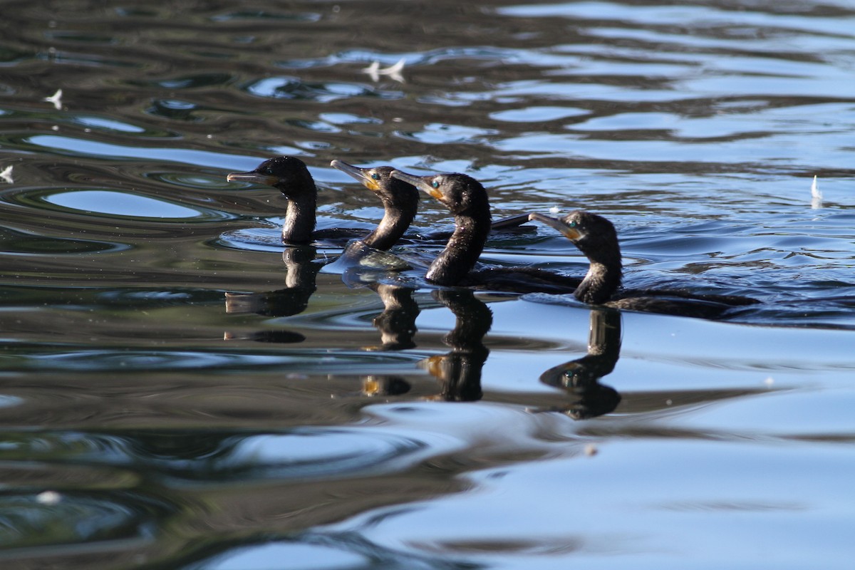 Neotropic Cormorant - ML641672524