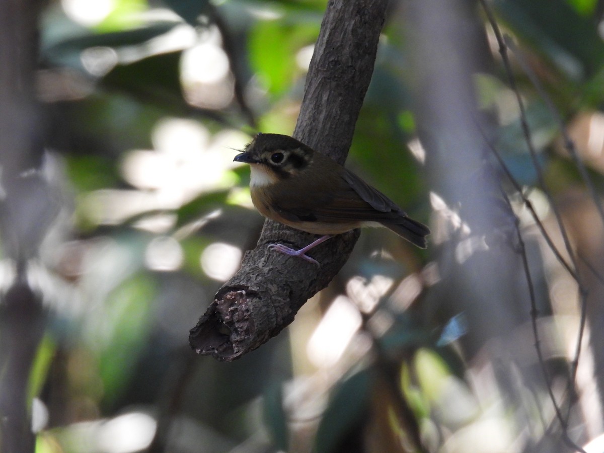 White-throated Spadebill - ML641672563