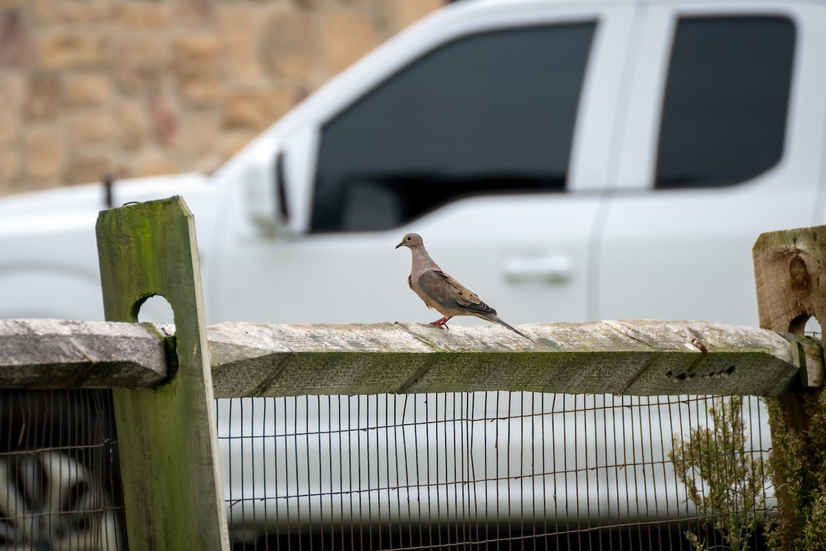 Carolinataube - ML641672571