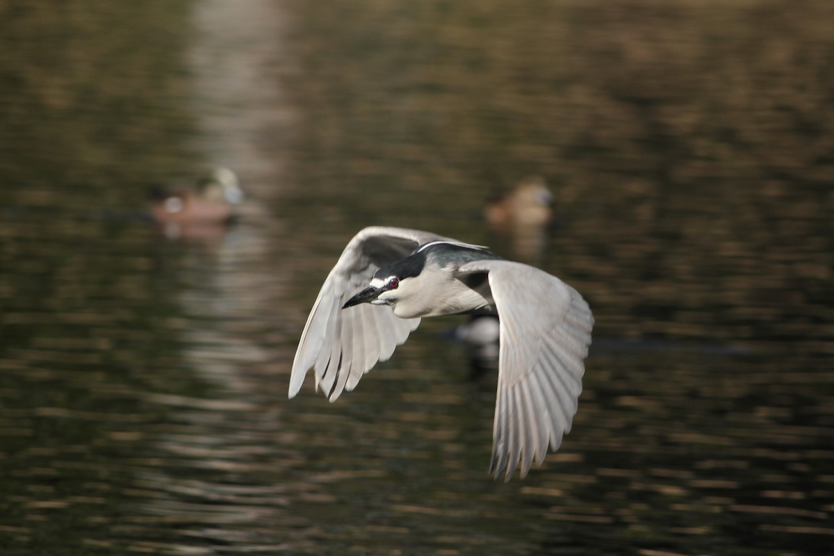 Black-crowned Night Heron - ML641672592