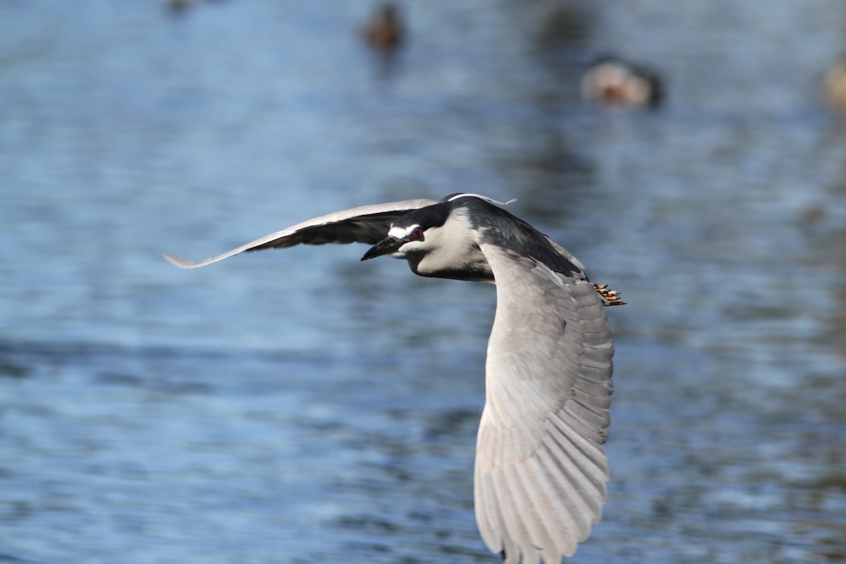 Black-crowned Night Heron - ML641672593