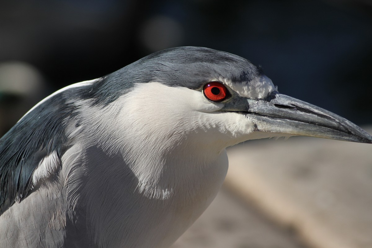 Black-crowned Night Heron - ML641672594