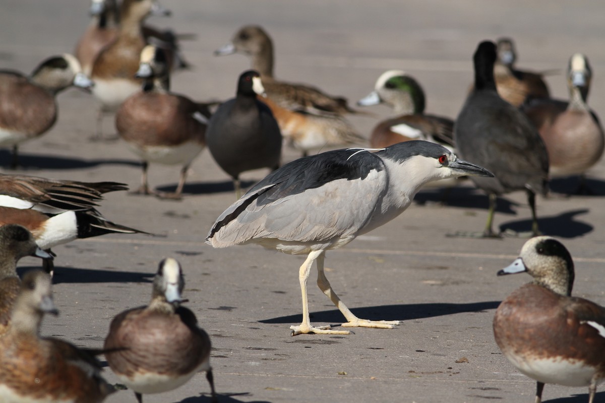 Black-crowned Night Heron - ML641672595