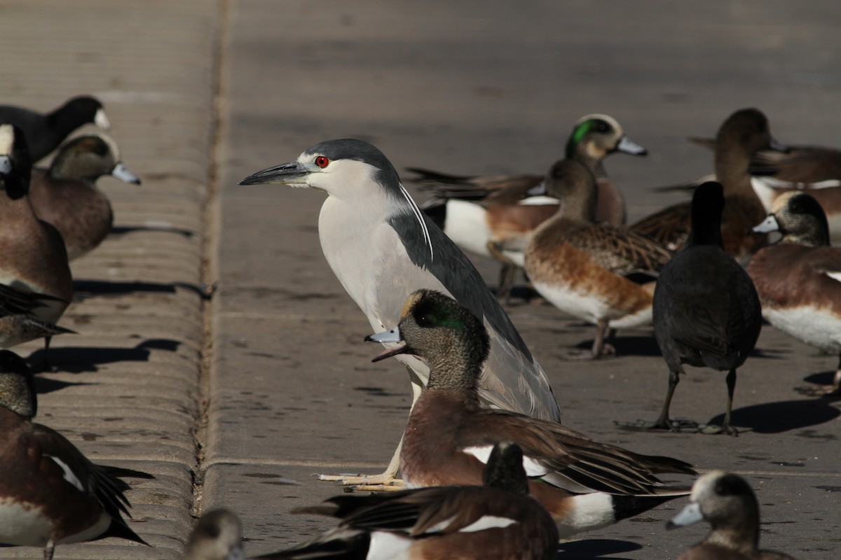 Black-crowned Night Heron - ML641672596