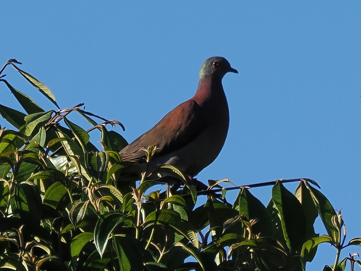 Pale-vented Pigeon - ML641672715
