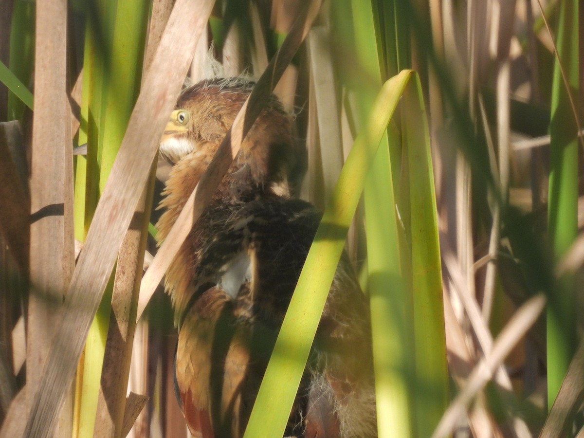 Least Bittern - ML641672808