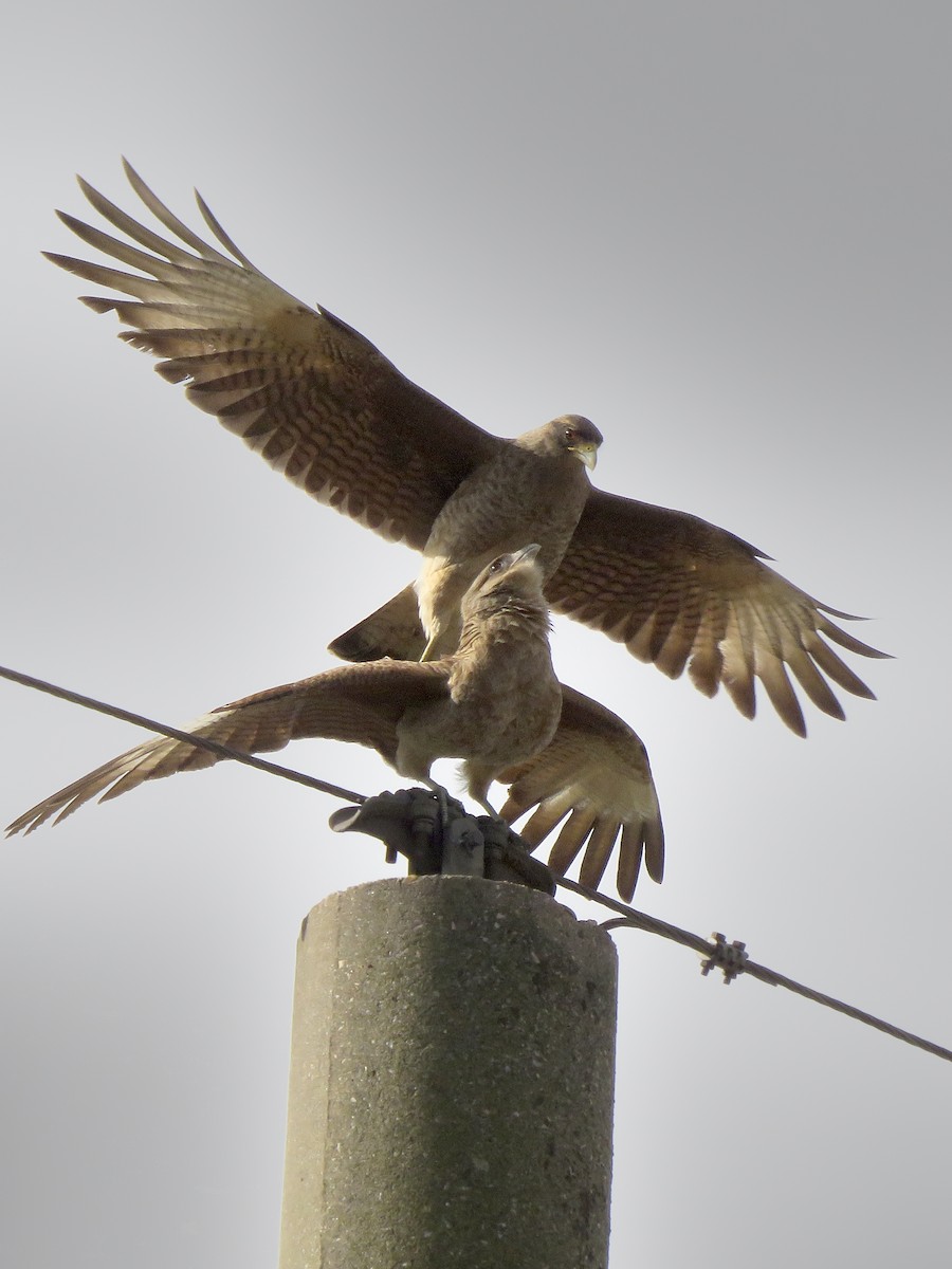 Chimango Caracara - ML641672843