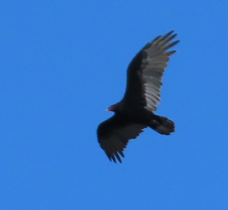 Turkey Vulture - ML641672859